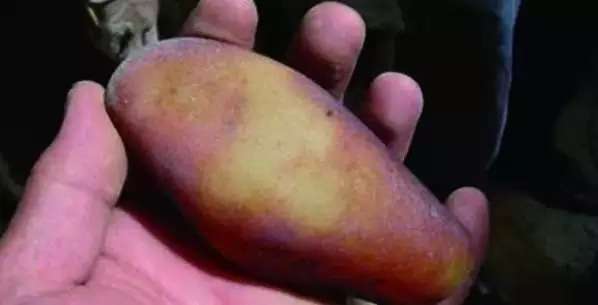 漲知識，玉也能騙人！照玉手電筒照出真相